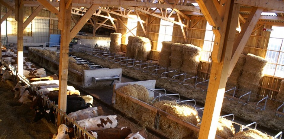 batiment agricole bois vaches laitieres logettes 