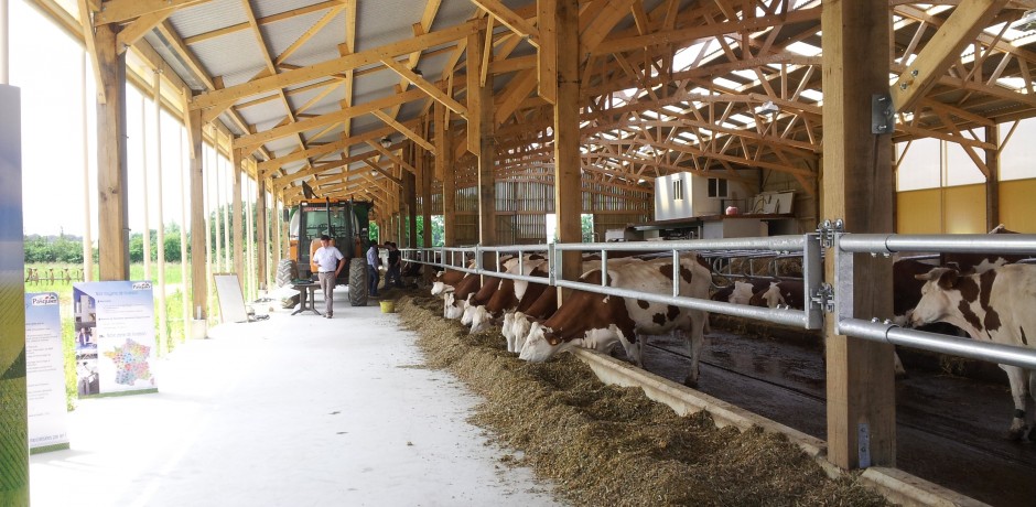 stabulation pour vaches laitieres avec couloir d'alimentation