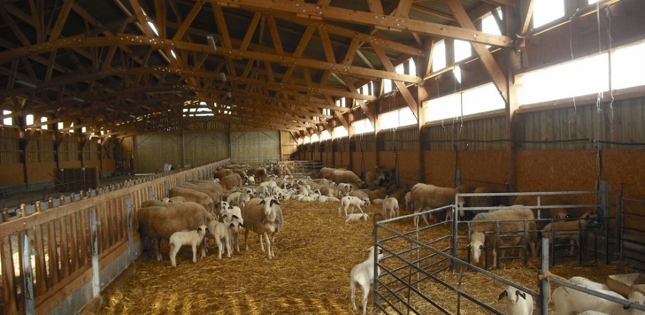 charpente agricole triangulee pour moutons avec une bonne ventilation