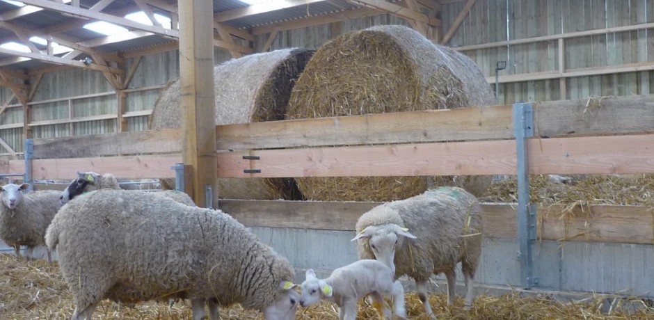 hangar en bois pour moutons sur aire paillee