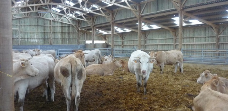 stabulation en bois pour vaches allaitantes sur aire paillee