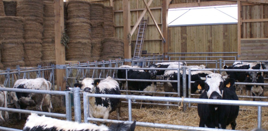 charpente bois pour vaches laitière altitude