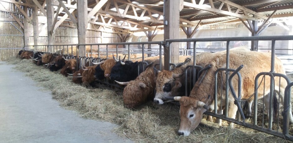 stabulation bovin pour vaches allaitantes sur aire paillee