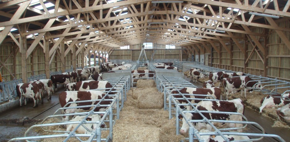 charpente en bois pour stabulation vaches laitieres en logettes