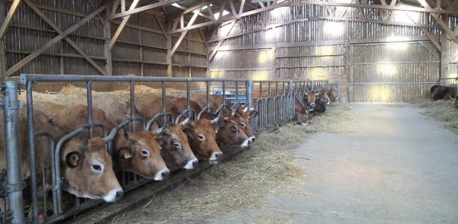 charpente en bois pour vaches allaitantes aux cornadis