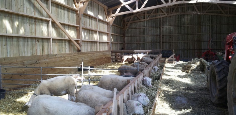 construire une bergerie pour moutons se
