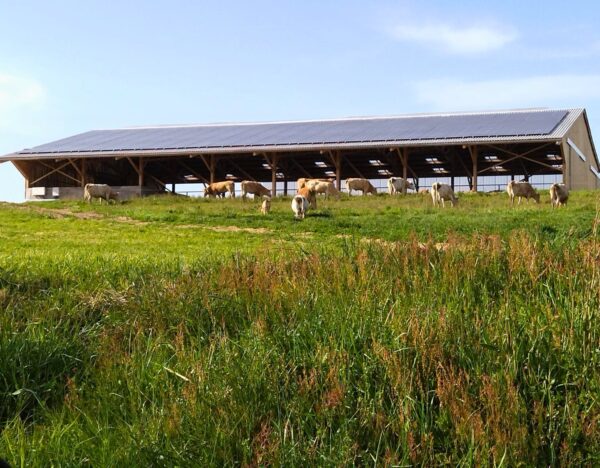 Stabulation allaitantes solaire en bois