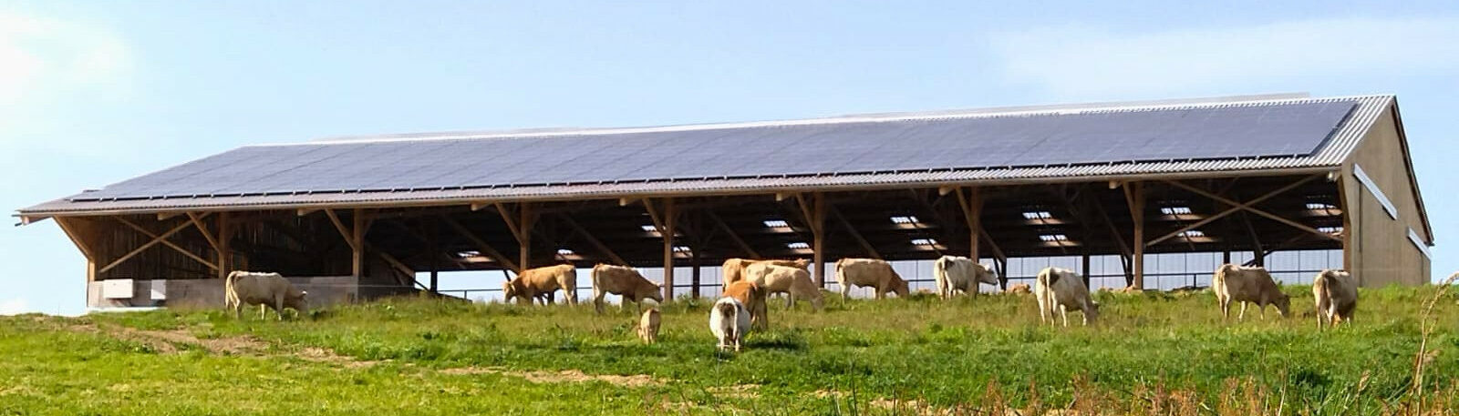 Stabulation vaches allaitantes photovoltaïque en bois