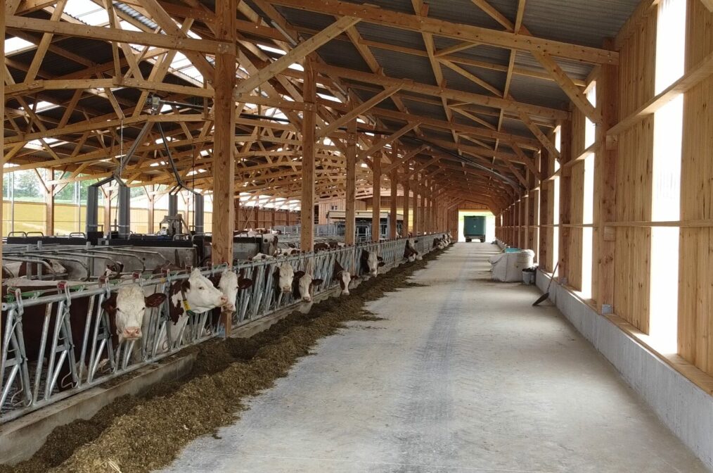 Stabulation vaches laitières dans l'Ain (01)