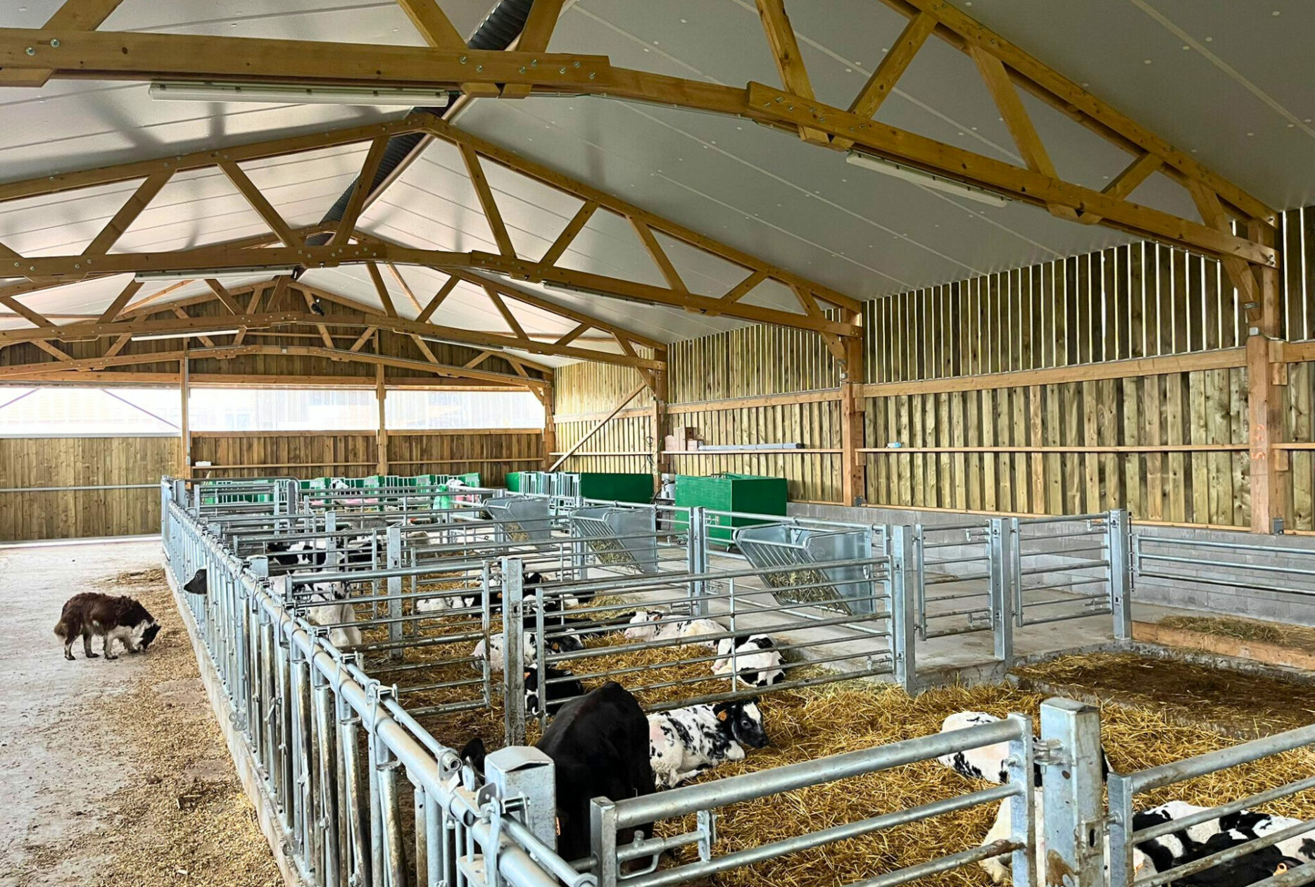 Nurserie pour veaux en Belgique