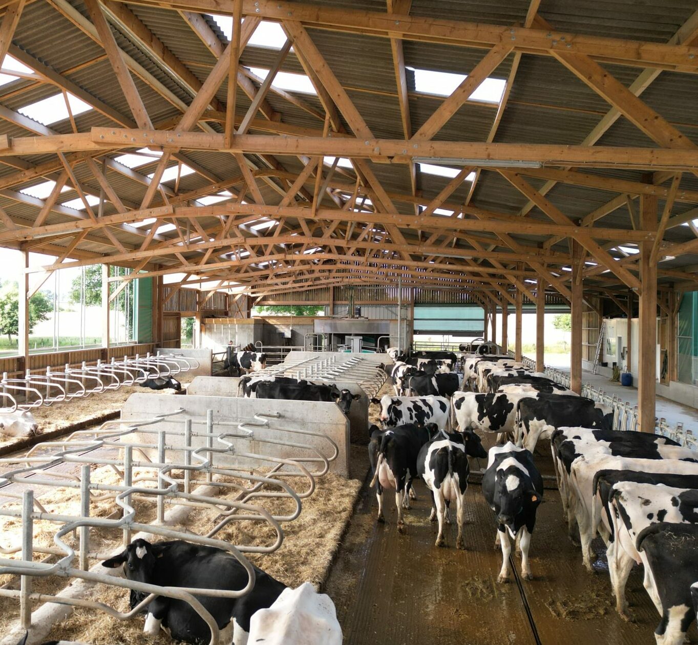 Stabulation vaches laitières en bois