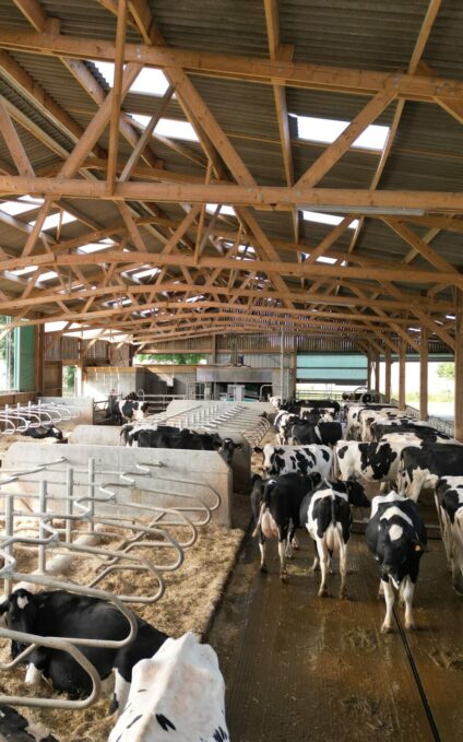 Stabulation vaches laitières en bois