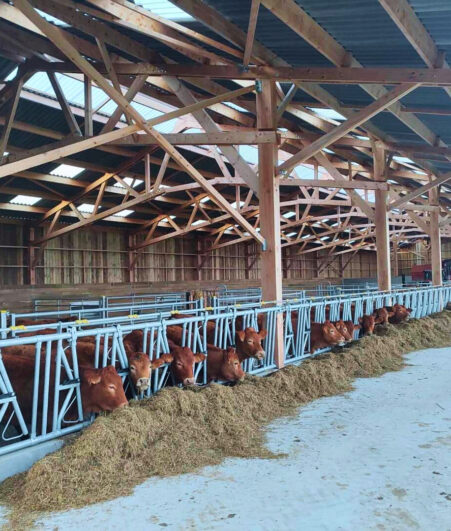 Stabulation vaches allaitantes en bois dans la Creuse