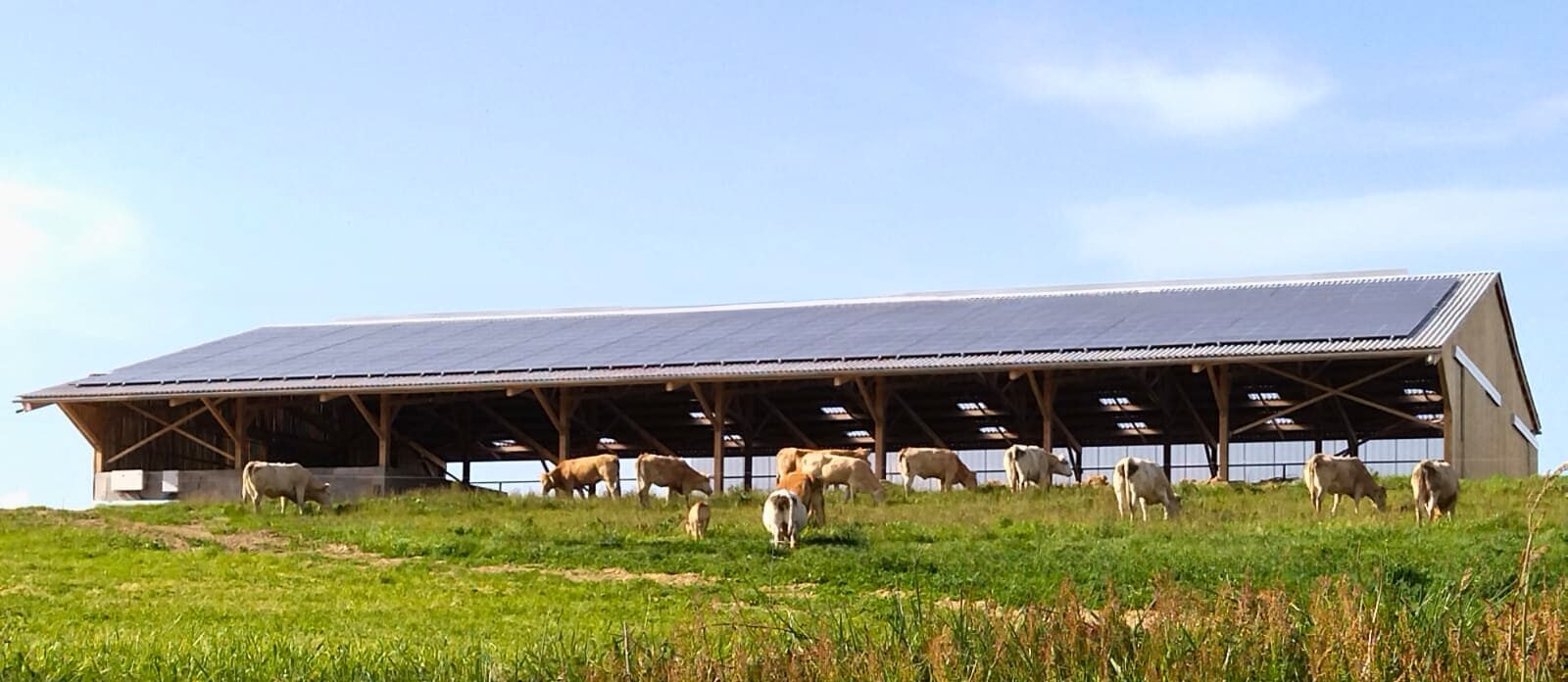 Stabulation vaches allaitantes en bois dans le Tarn (81)