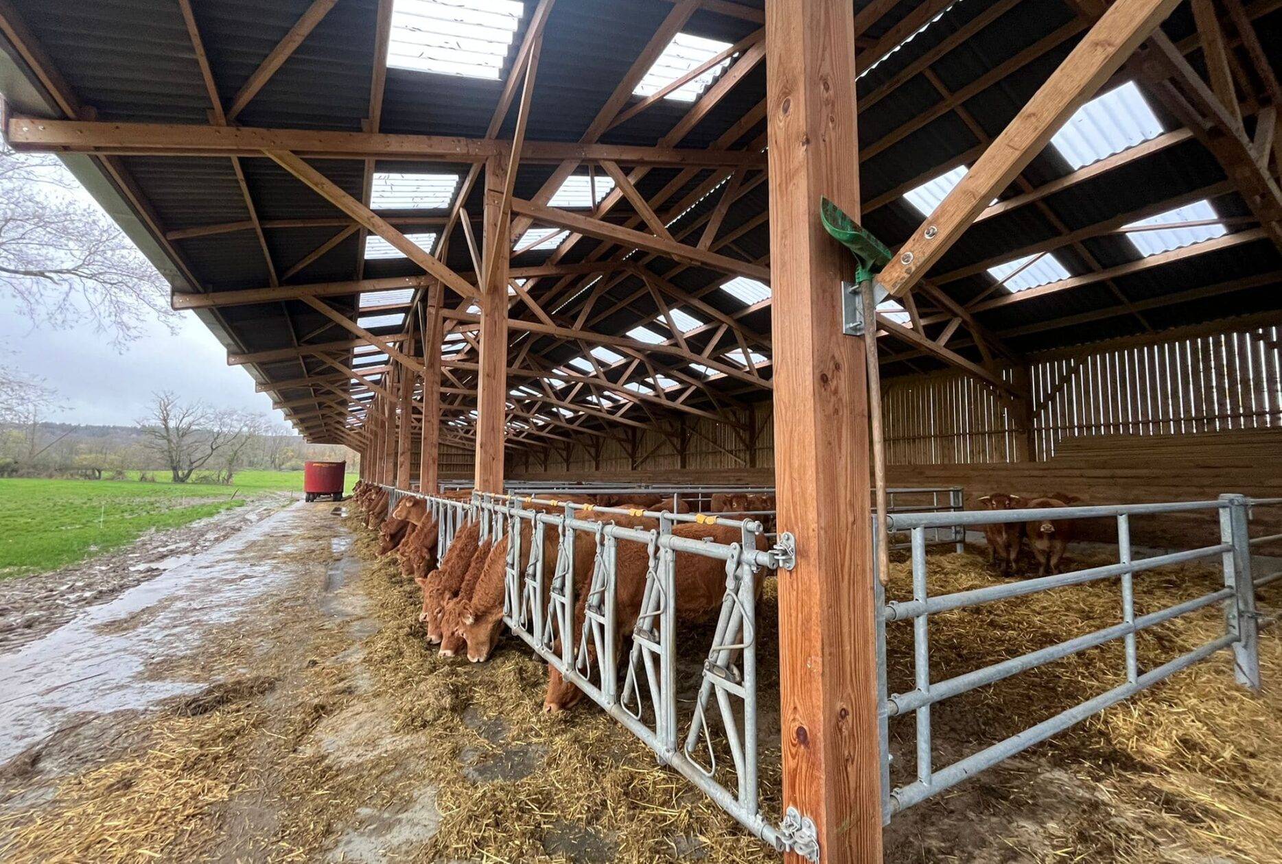 Stabulation engraissement taurillons en bois