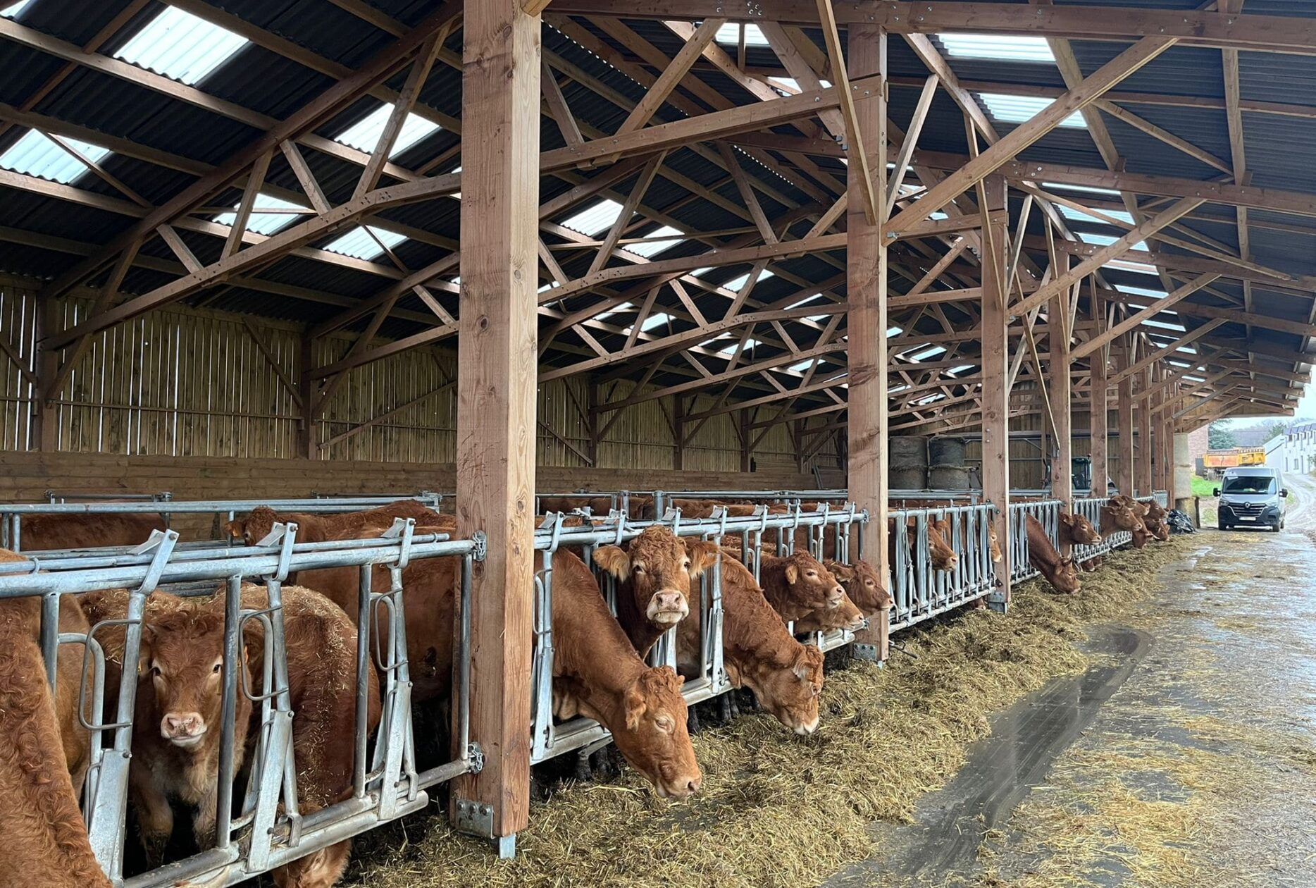 Stabulation vaches allaitantes en bois