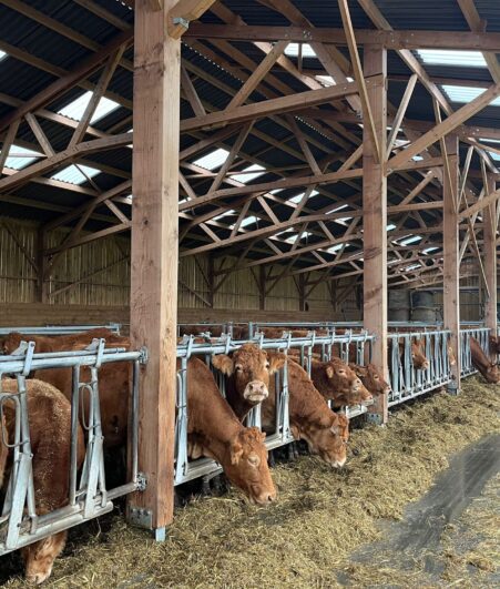 Stabulation vaches allaitantes en bois