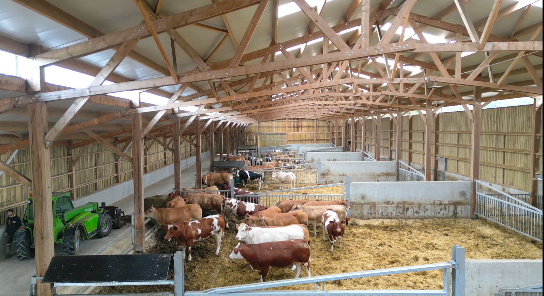 Stabulation vaches allaitantes