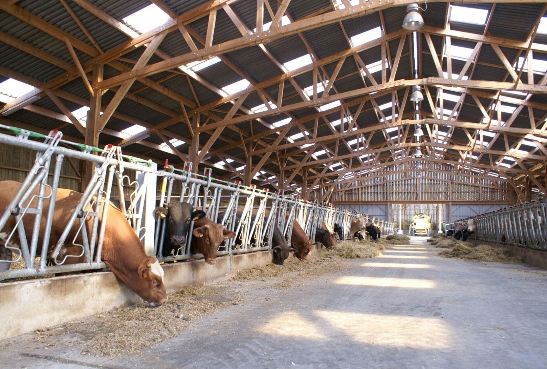 Stabulation vaches allaitantes