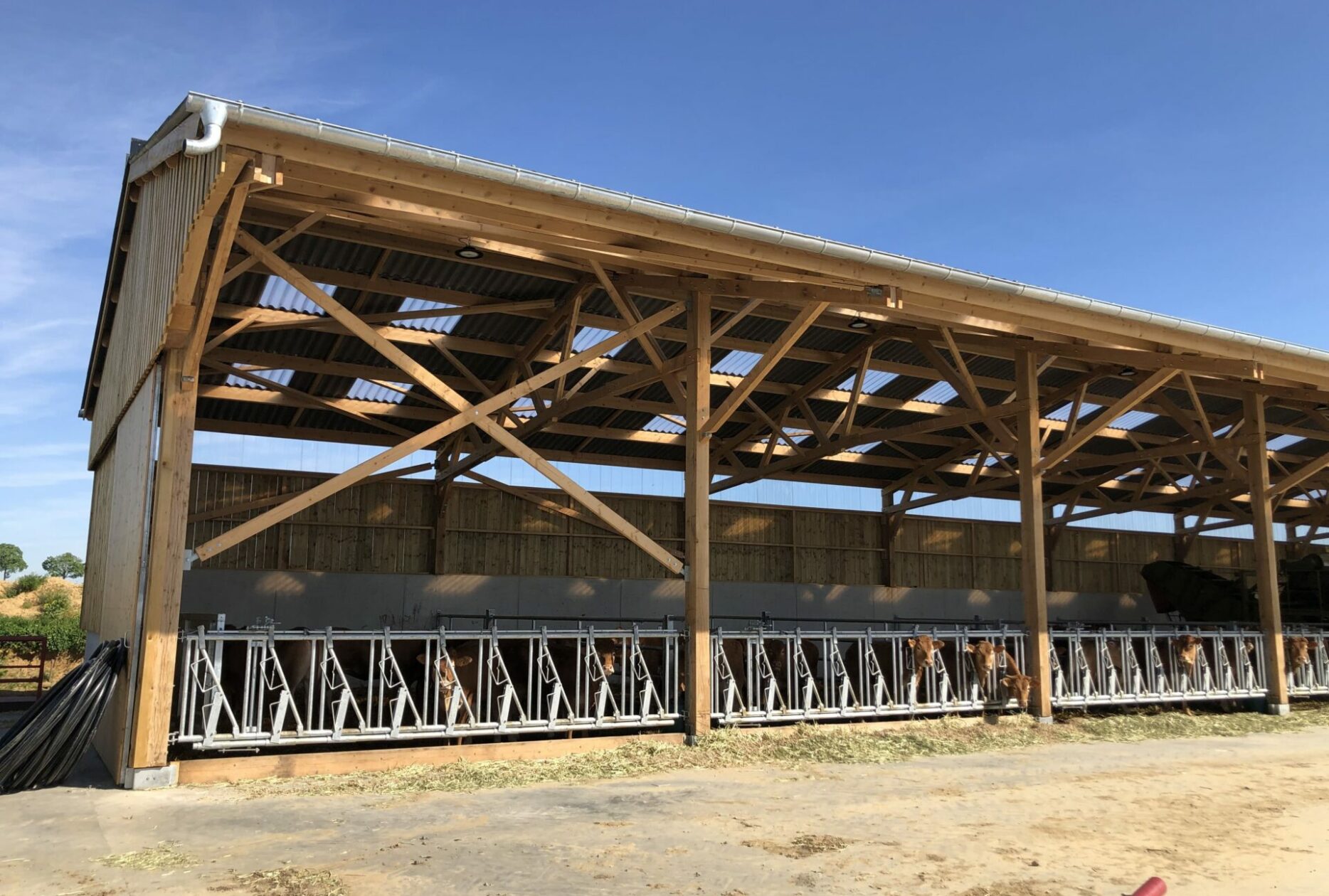 Stabulation vaches allaitantes en bois