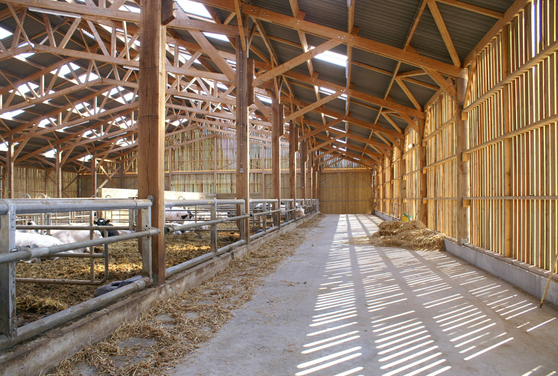 Stabulation vaches allaitantes en bois