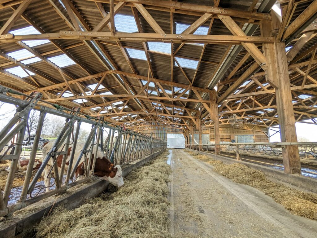 Stabulation vaches en bois aire paillée