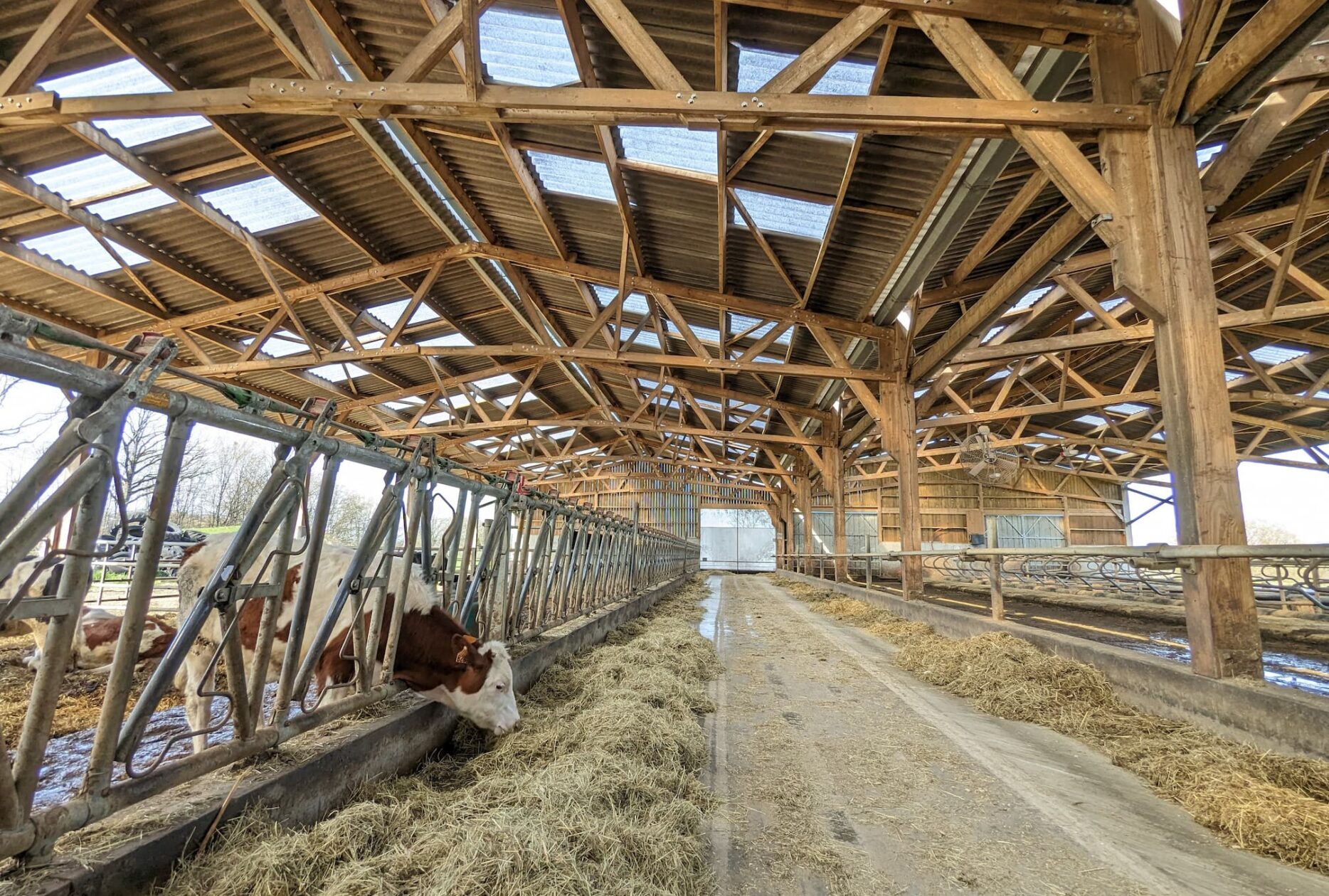 Stabulation vaches en bois aire paillée