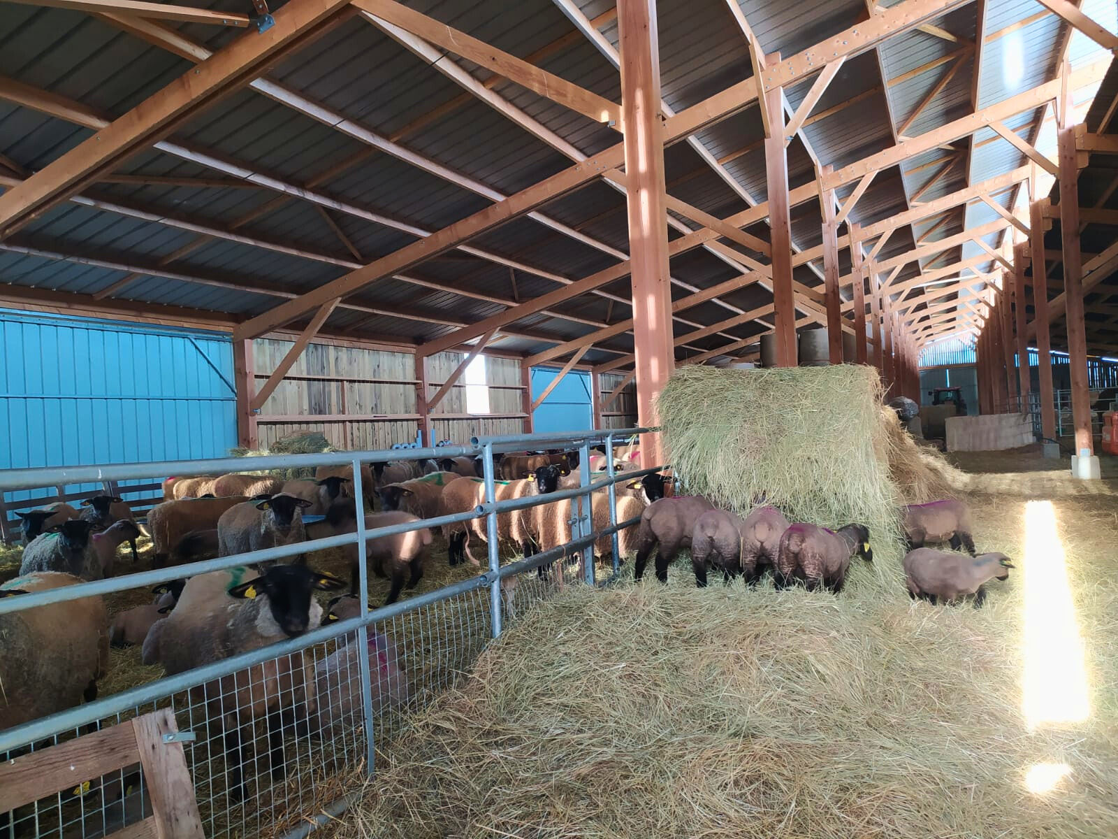 Bergerie ovins viande Roiné