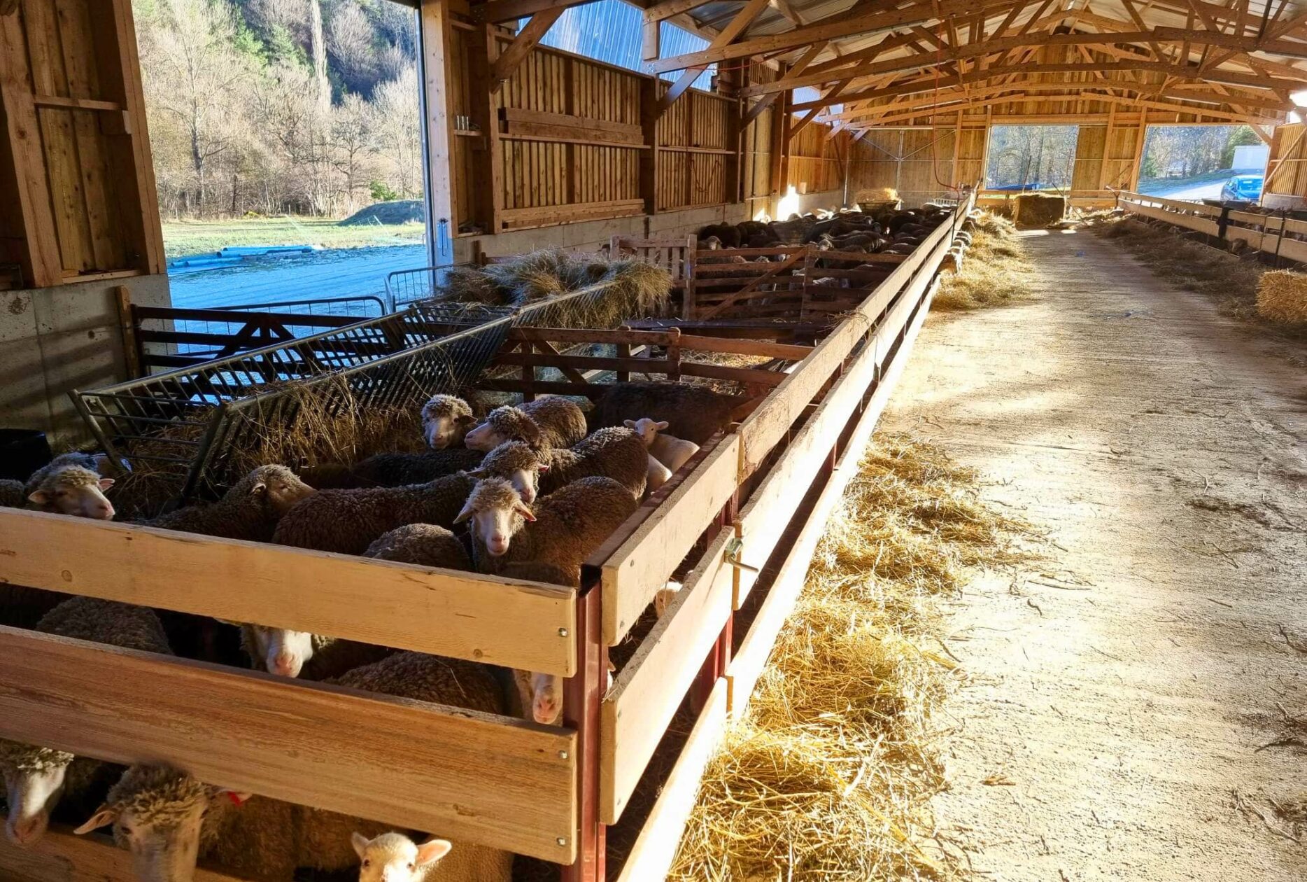 Bergerie allaitantes en bois