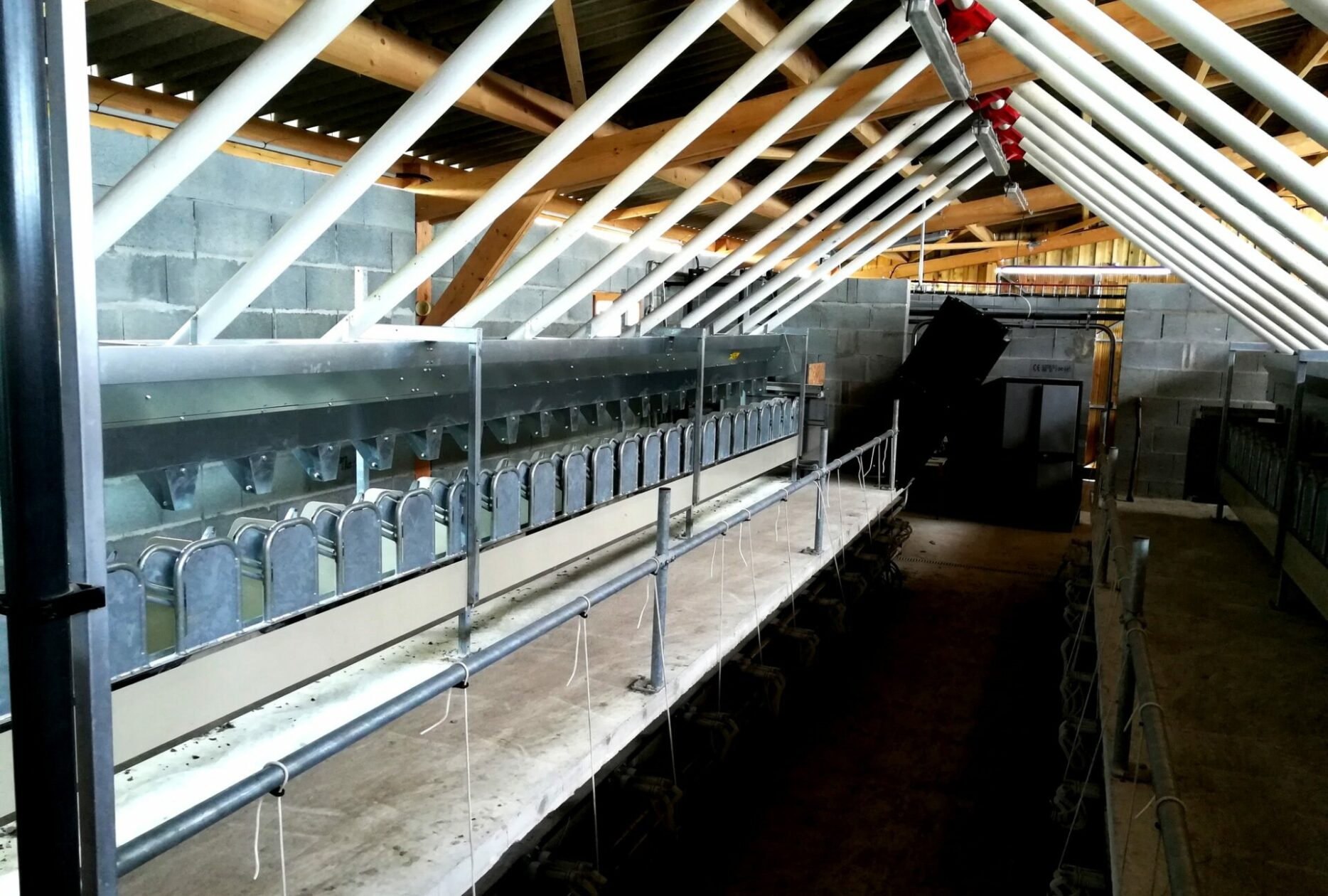 Salle de traite sous un bâtiment en charpente bois Roiné