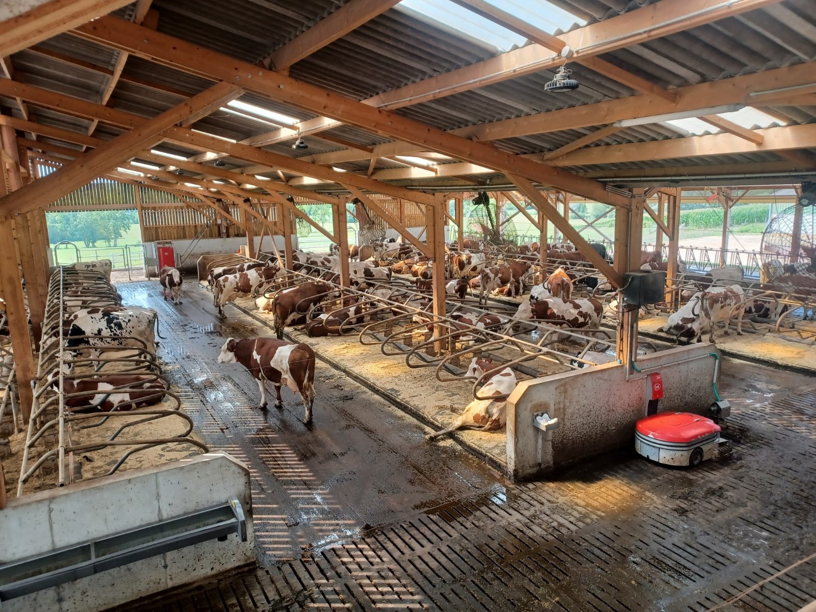 Stabulation logettes en toit d'usine - shed