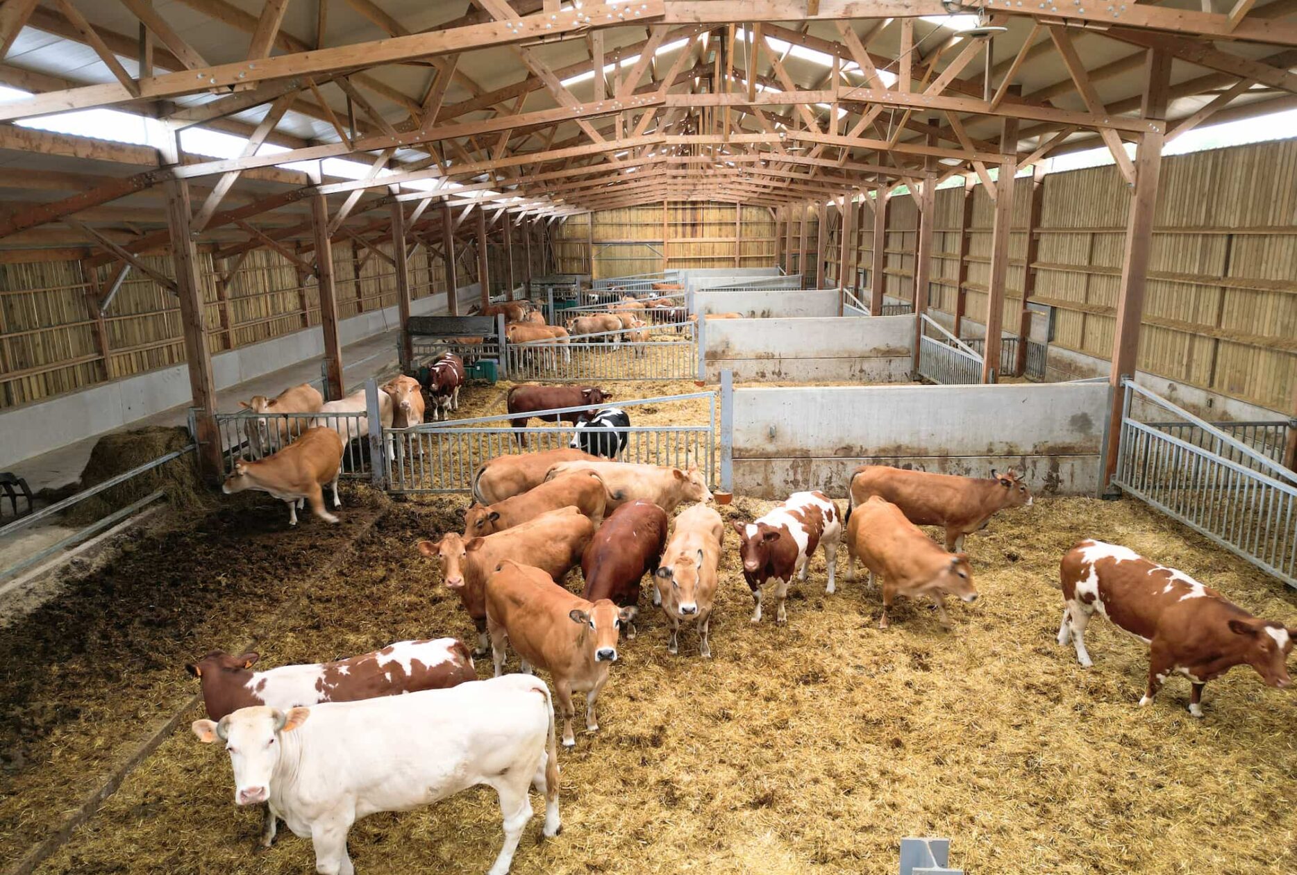 Stabulation bovine allaitante Roiné