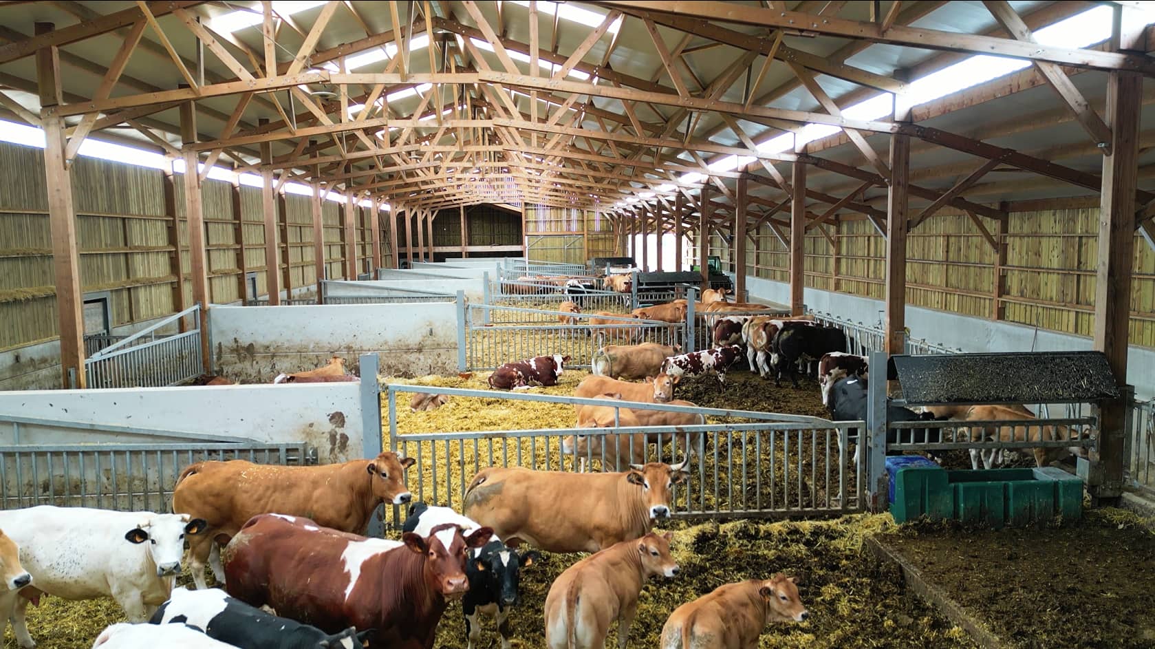 Stabulation bovin viande
