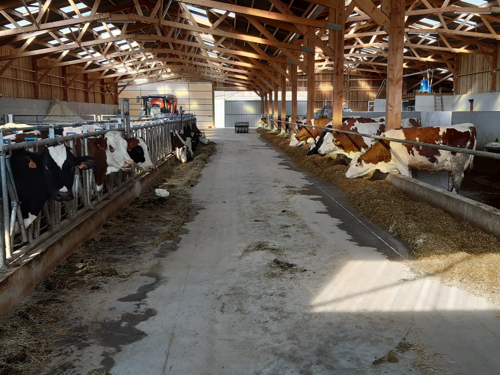 Stabulation vaches laitières en bois
