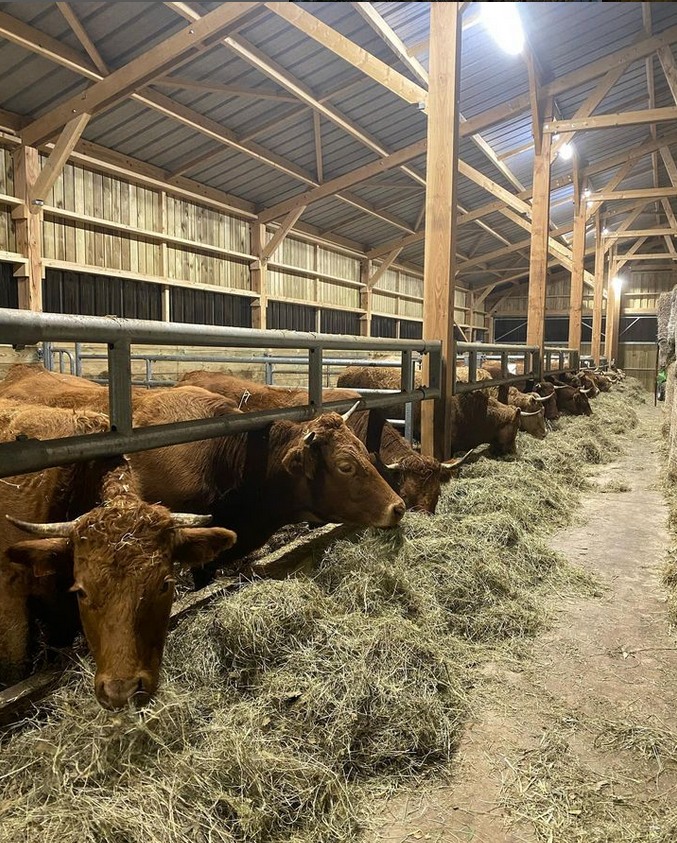 Stabulation vaches allaitantes Roiné dans les Vosges