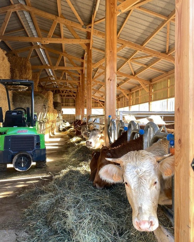 Stabulation vaches allaitantes en montagne