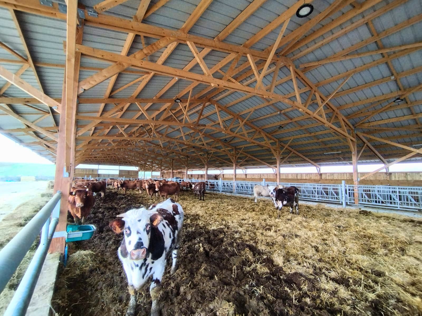 Construction pour bâtiment vaches allaitantes Roiné