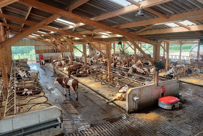 Logettes dans un bâtiment laitier en toit d'usine