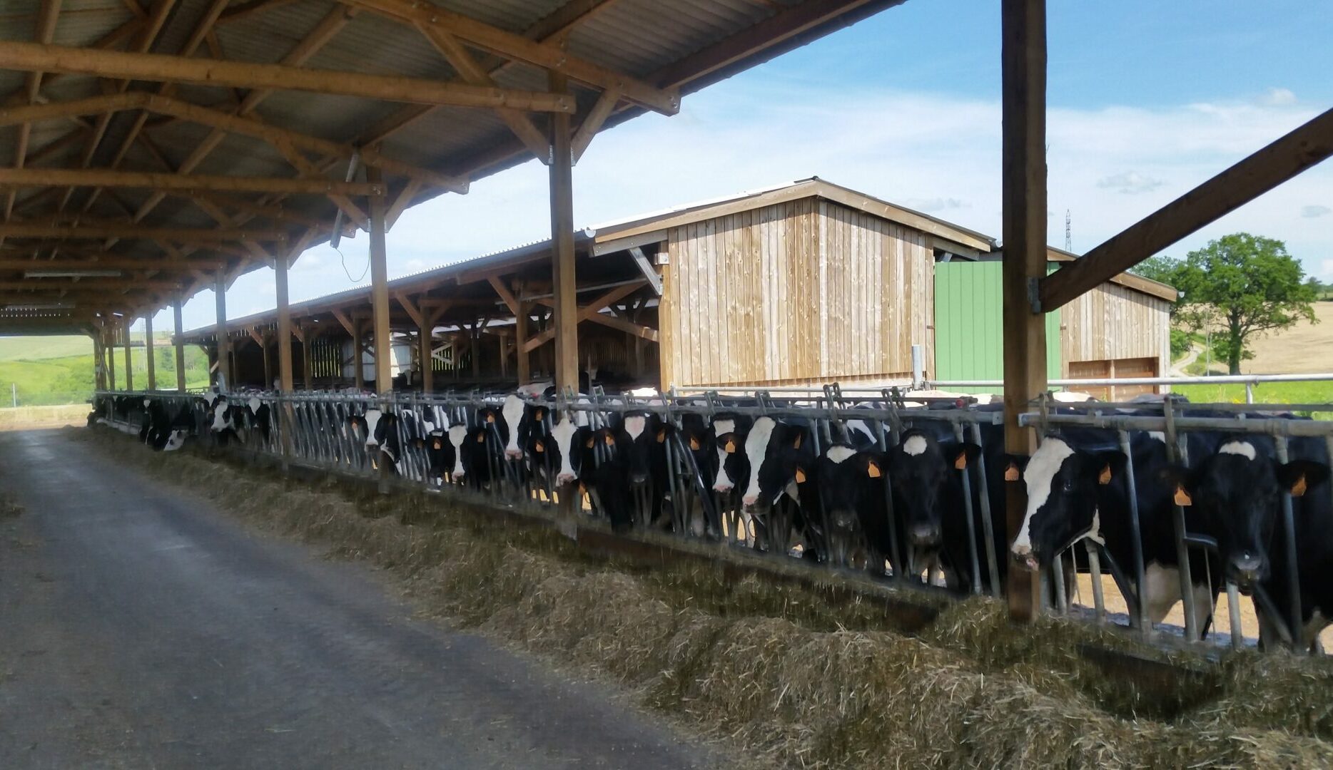 Stabulation Stabeco couloir d'alimentation