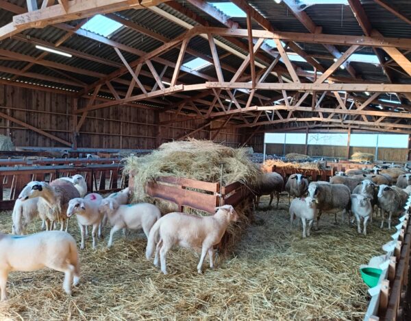 bergerie en bois Roiné