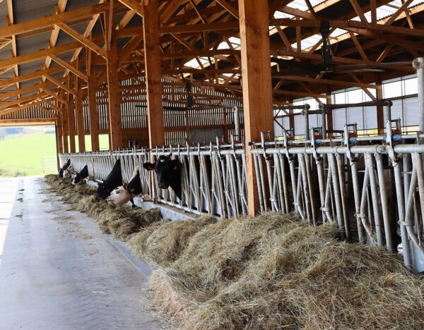 stabulation vaches en bois dans le Haut-Rhin